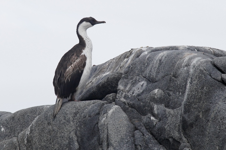 Antarctic shag